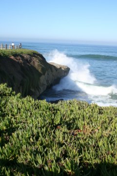 La Jolla 043