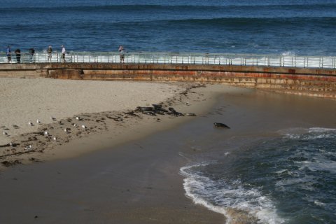 La Jolla 049