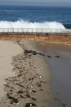 La Jolla 052