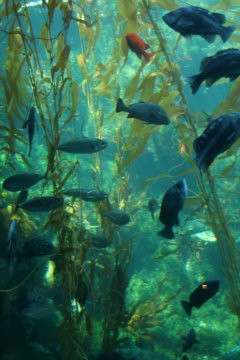 La Jolla 083